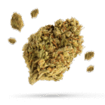 1:1 Punchinella - Cannabissorte