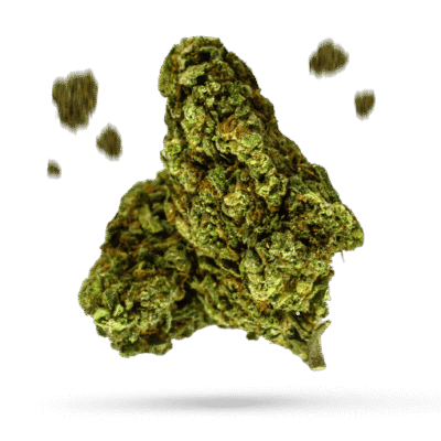 10th Planet - Cannabissorte