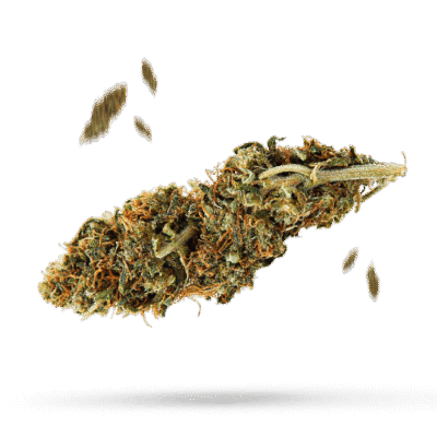 3rd Coast Panama Chunk - Cannabissorte