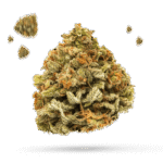 707 Truthband - Cannabissorte