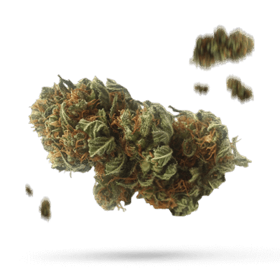 92 Cookies - Cannabissorte