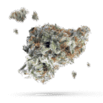 A-10 - Cannabissorte