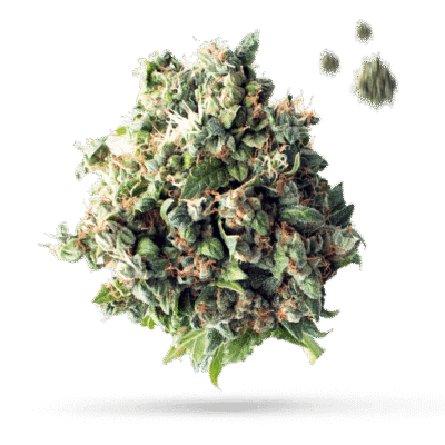 Alaskan Thunder Fuck - Cannabissorte