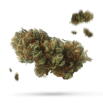 Alien Apparition - Cannabissorte