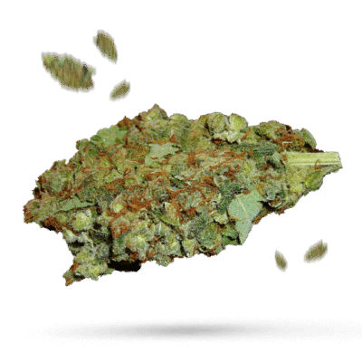 Alien Dawg - Cannabissorte