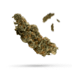 Alien OG - Cannabissorte