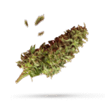 Anesia Scout Cookies - Cannabissorte