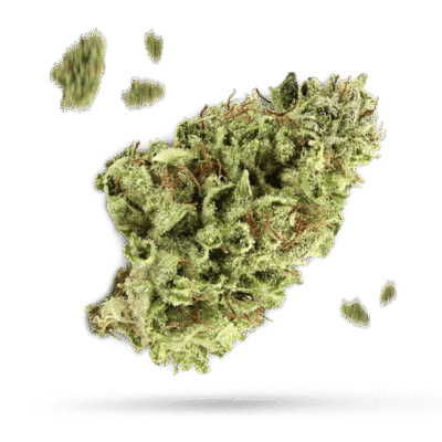 Animal Cookies - Cannabissorte