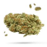 Bakers Delight - Cannabissorte