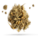 Banana Gelato - Cannabissorte