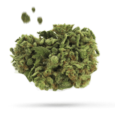 Banana Mango - Cannabissorte