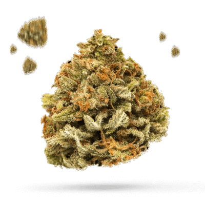 Bay 11 - Cannabissorte