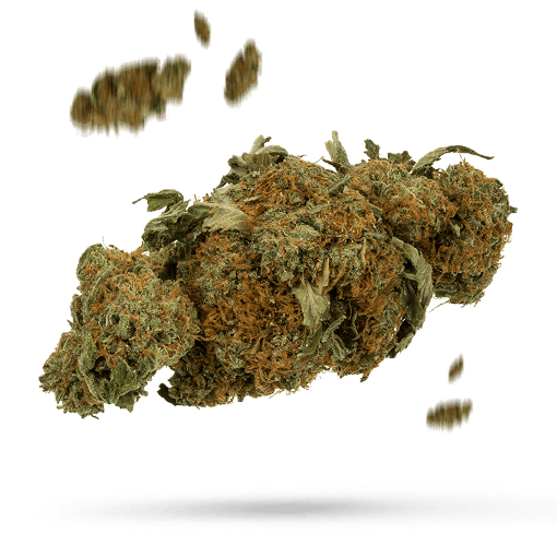 Bediol - Cannabissorte