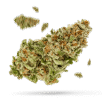 Berry Gelato - Cannabissorte