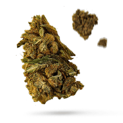 Big Bang - Cannabissorte