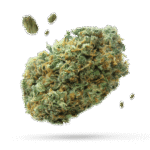 Biscotti Gushers - Cannabissorte