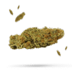 Black Diesel - Cannabissorte