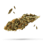 Black Lime - Cannabissorte