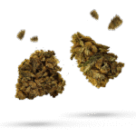 Black Out - Cannabissorte