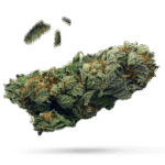 Blackberry Diesel - Cannabissorte