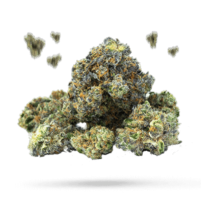 Blockhead - Cannabissorte