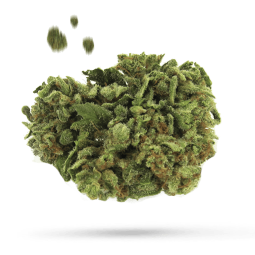Blue Iguana - Cannabissorte