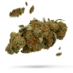 Blue Power - Cannabissorte