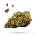 Blue Venom - Cannabissorte