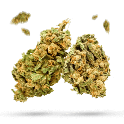 Brian Berry Black Currant - Cannabissorte