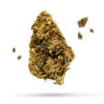 Brownie Scout - Cannabissorte