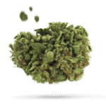 Bubblegum Gelato - Cannabissorte