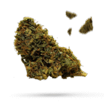 Bubblegun - Cannabissorte