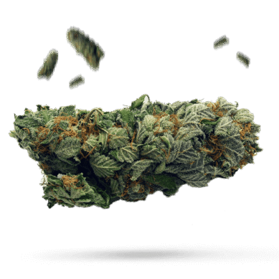 Buddha OG Kush - Cannabissorte