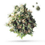 Butch - Cannabissorte