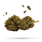 Cambodian - Cannabissorte