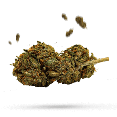 Cambodian - Cannabissorte