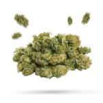 Cerebro Haze - Cannabissorte