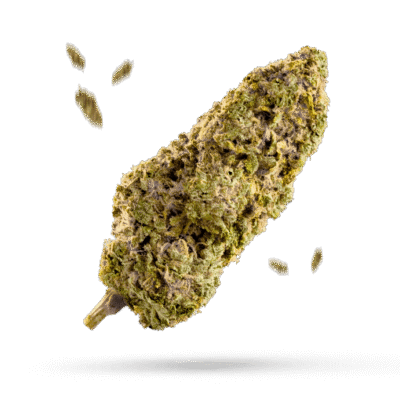 Cherry Haze - Cannabissorte