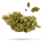 Cherry Lime Slushy - Cannabissorte