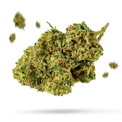 Chocolate Hashberry - Cannabissorte