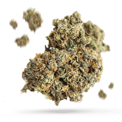 Cinderella 99 - Cannabissorte