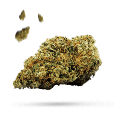 Citradelic Sunset - Cannabissorte