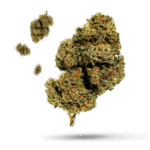 Drizella - Cannabissorte