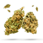 Dutch Thunder Fuck - Cannabissorte