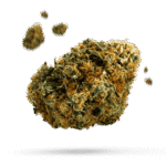 Gelato Dream - Cannabissorte