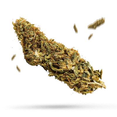 Gorilla OG - Cannabissorte