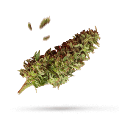 Kush Mints - Cannabissorte