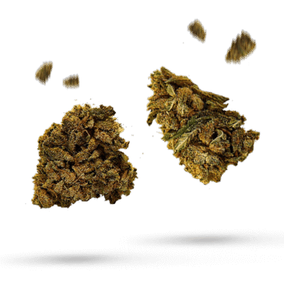 Purple Punch - Cannabissorte