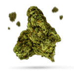 Sour Banana Sherbet - Cannabissorte