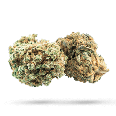 Super Lemon Haze - Cannabissorte